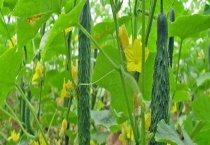 可以用来防治有机蔬菜病虫害的药剂有哪些