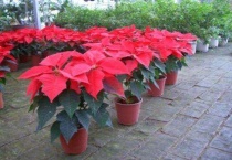 一品红寿命多久？