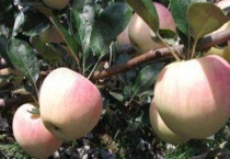 嘎拉苹果和苹果的区别？