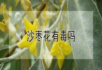 沙枣花有毒吗？