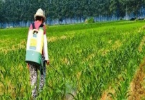 广灭灵除草剂主要用于哪些作物 附广灭灵的介绍和使用多久？