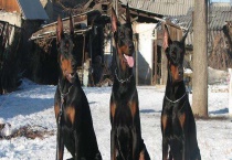 杜宾犬能长多大？杜宾犬智商高吗？