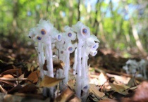 水晶兰是几级保护植物