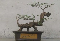 无根老桩如何生根