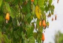 腰果树长什么样？一般种植几年后可以开花结果？腰果树生存环境要求