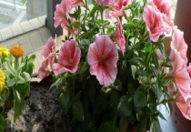 小木槿叶子有黄斑怎么办？