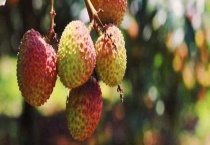 荔枝北方能种出来吗？