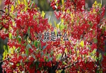 火棘是什么？