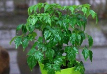 幸福树的养殖方法和注意事项