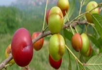 欧李需要多久才能结果 有什么种植技术