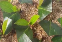 茶花插扦生根快的多久？