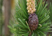 松果的传播方式 附其种植多久？