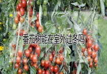 番茄树能在室外过冬吗？