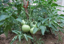 番茄架子的各种搭法