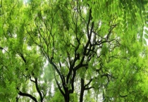 槐树的繁殖方法 槐树繁殖注意事项