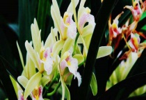 香兰与兰花的区别？