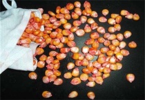 种一亩玉米的成本多少？