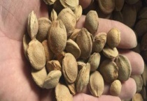 杏树种子破壳可以发芽吗？