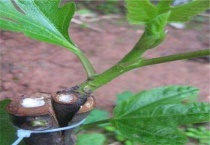 无花果主干能嫁接什么果树