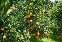 果树浇水需要浇树根吗？