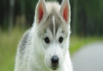 哈士奇有哪些优缺点？附饲养多久？