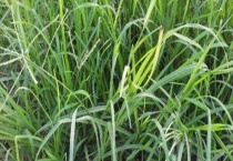 牛筋草与马唐有什么不同 从形态、分布地区和价值上来区分