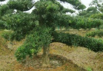 罗汉松增粗方法是什么？