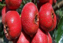 山楂可不可以生吃 附其生长习性