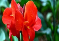 美人蕉盆栽的栽培方法 附栽培技术