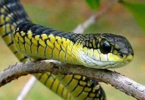 蛇喜欢吃什么？