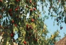 冬枣核能种出枣树吗？