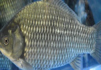 鲫鱼属于淡水鱼还是海鱼 鲫鱼有什么食用价值