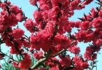 红叶桃树是什么品种