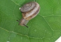 普通小蜗牛有寄生虫吗？
