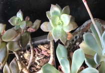 姬胧月和布丁的区别？