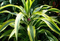 喜阴的室内植物大盆栽有哪些？