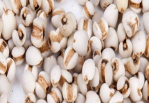 薏苡的产地分布 产地环境是什么样的