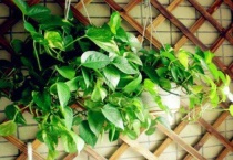 绿萝叶尖干枯怎么补救