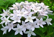 繁星花冬天会死吗？