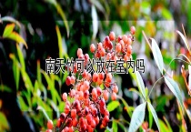 南天竹可以放在室内吗？