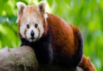 小熊猫吃什么食物？小熊猫的生活习性