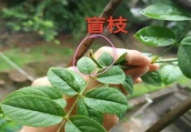 月季盲芽什么样子