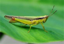 蝗虫卵多长时间孵化