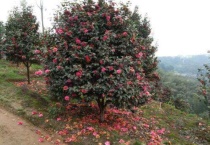 茶花树掉叶子怎么回事