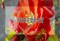 干枝开花是什么花