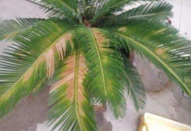 铁树叶子黄了能变绿吗？