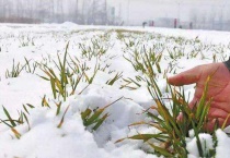 冬小麦春季管理措施