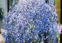 满天星干花能保存多久？