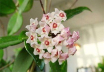 球兰用什么肥料