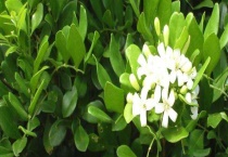 盆景催芽用什么？